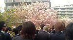 シリウスグループ社員恒例『桜の通り抜け』に行ってまいりました！